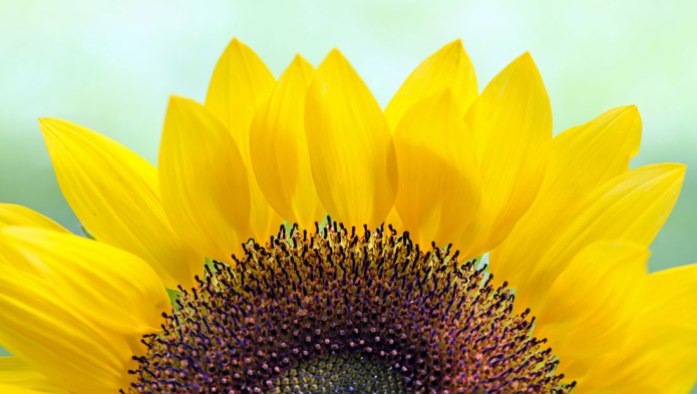 sunflower_daniella_duncan